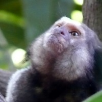 affe_1.jpg