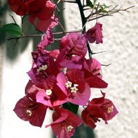 blume_1.jpg