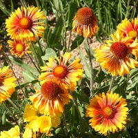 dem2014_21_blumen.jpg