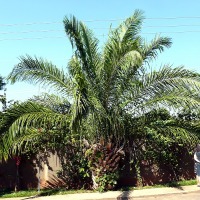 palme_2.jpg