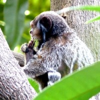 affe_4.jpg