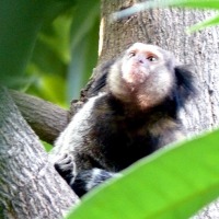 affe_5.jpg