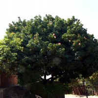 baum.jpg