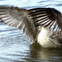 Eine Möwe geht baden